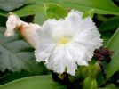 Costus Speciosus  Saponin 